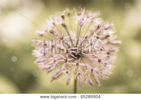 Allium