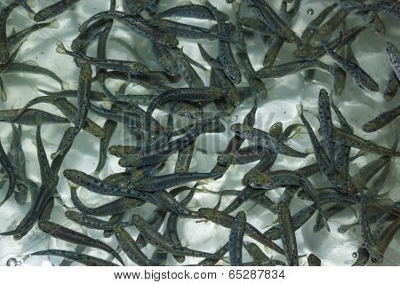 Fish At A Hatchery - Trout