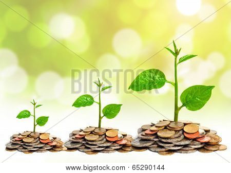 trees growing on coins