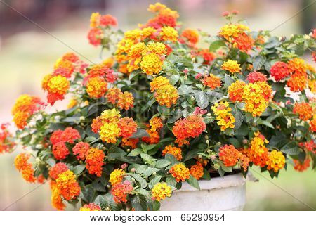 Colorful Of Lantana Flowers.