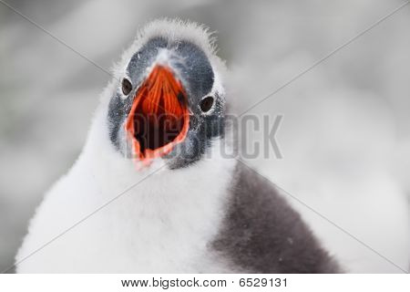 Stimme der penguin