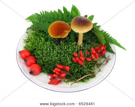 Pilze, Moss, Beeren