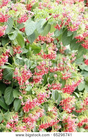 Drunen Sailor Or Rangoon Creeper Flower.