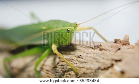 Green grasshopper perched on a branch