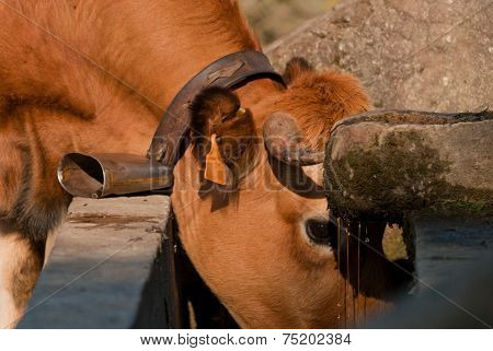 Cow