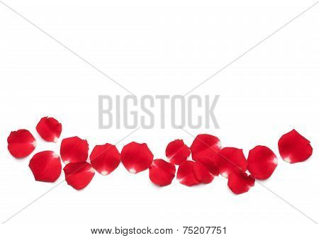 Red Rose Petals