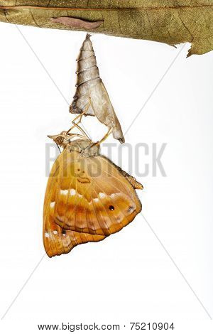 Female Of Brown Prince Butterfly