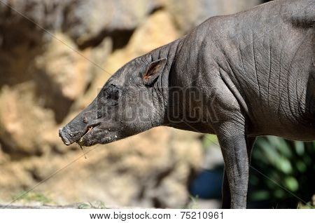 Babirusa Wild Pig