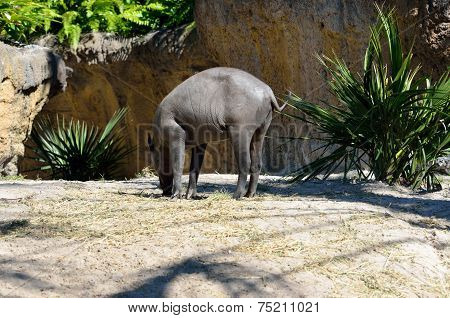 Babirusa Wild Pig