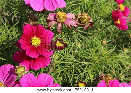 Cosmos bipinnatus