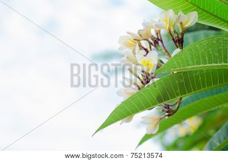 Frangipani, Plumeria Blooming