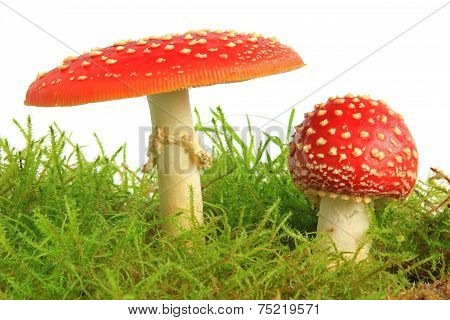 Fly Agaric Mushrooms (Amanita Muscaria)