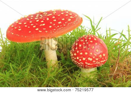Fly Agaric Mushrooms (Amanita Muscaria)
