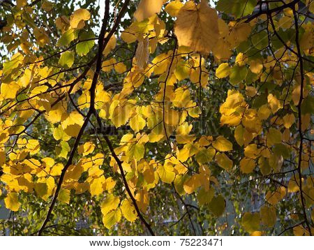 Yellow And Green Autumn Leaves