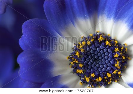 Flor azul, blanca y amarilla