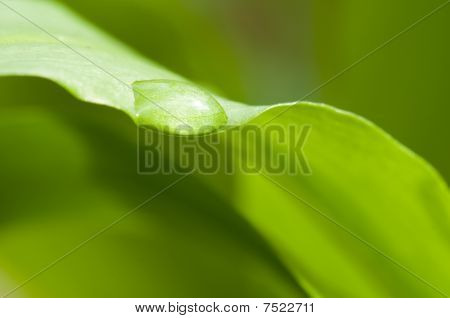 Gota de agua en la hoja