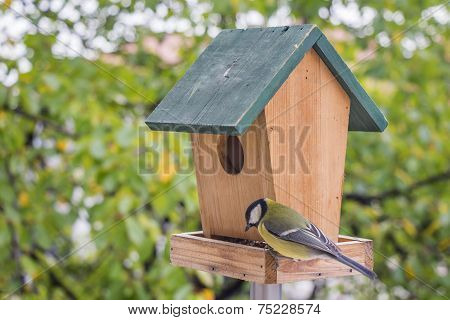 Titmouse