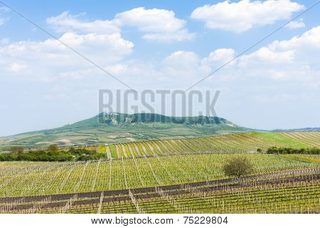 spring vineyard, Palava, Czech Republic