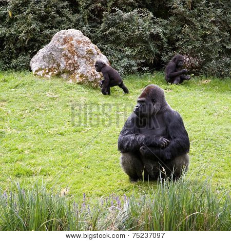 Gorilla sitting in the grass, caring the childs