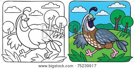 Little Quail Coloring Book
