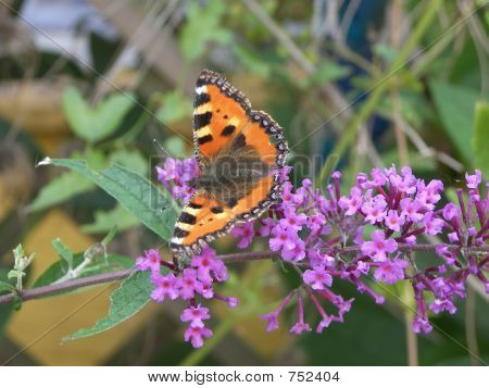 Brauner Schmetterling