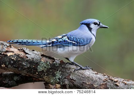 Blue Jay in Fall