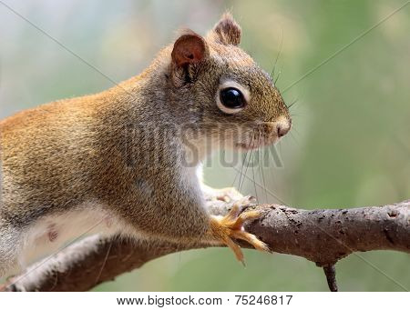 Summer Squirrel