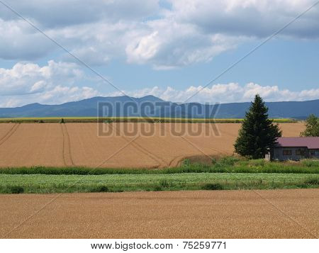wheat fields at Biei, Japan
