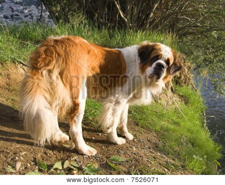 St. Bernard Dog