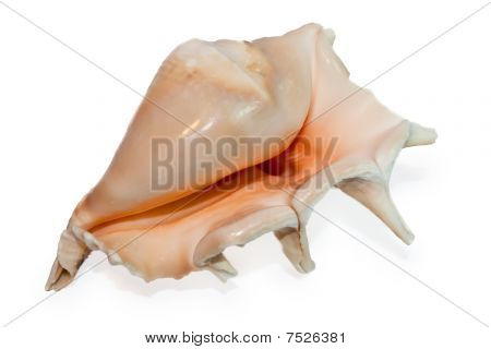 Exotická moře Shell