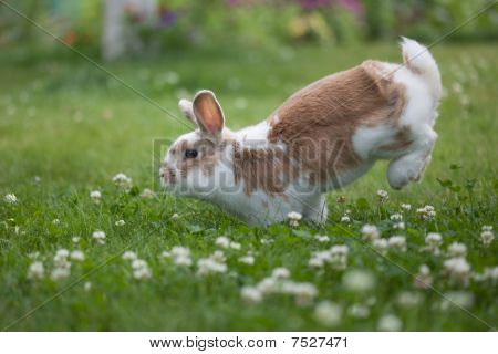 Vacances de lapin