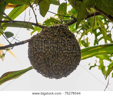 Honeybee Swarm Hanging On Guava Tree In Nature After Rainning