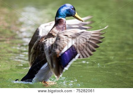 Wild Duck