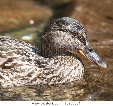 Wild Duck