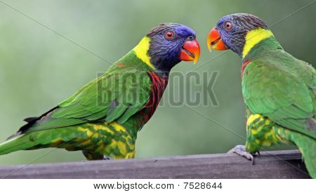 虹ヒインコ