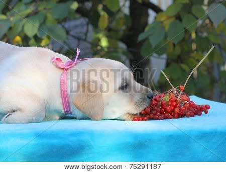 Yellow Labrador Puppy Playing With Guelder-rose
