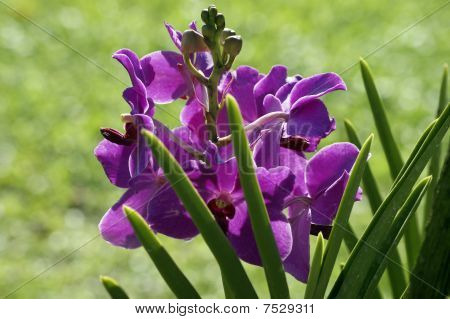 Wild Orchid.