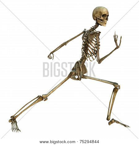 Human Skeleton