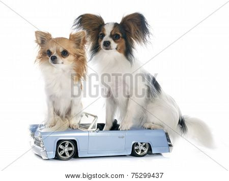 Young Papillon And Chihuahua