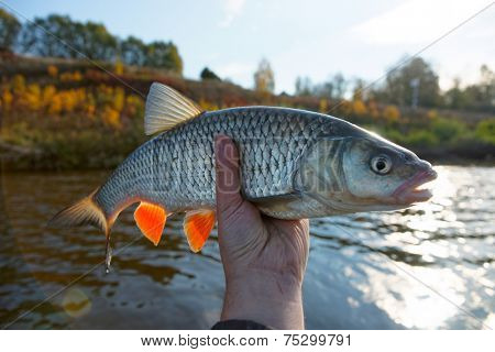 Really big chub in fisherman's hand, lens flares