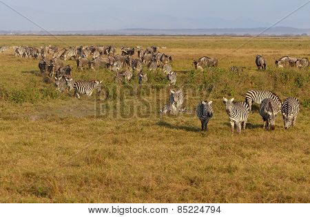 zebras in Africa
