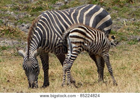 zebra mother with child