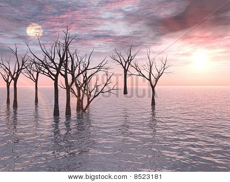 Coucher de soleil arbres morts