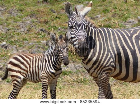 zebra mother with child