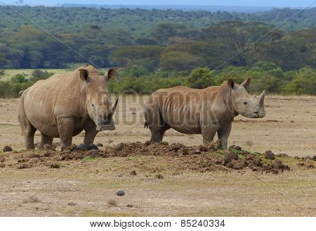 two rhinos