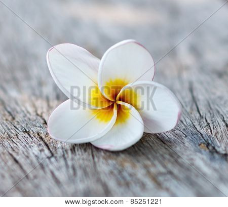 Frangipani