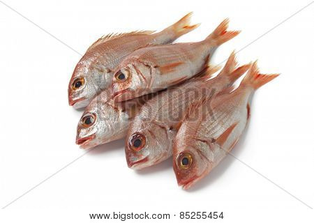  Fresh small raw red snappers on white background