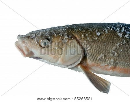 Fish (leuciscus Brandti)