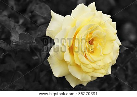 Lemon Yellow Rose With Black And White Background
