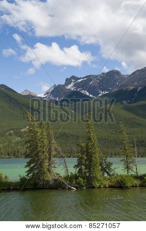 Shoreline Pine Trees